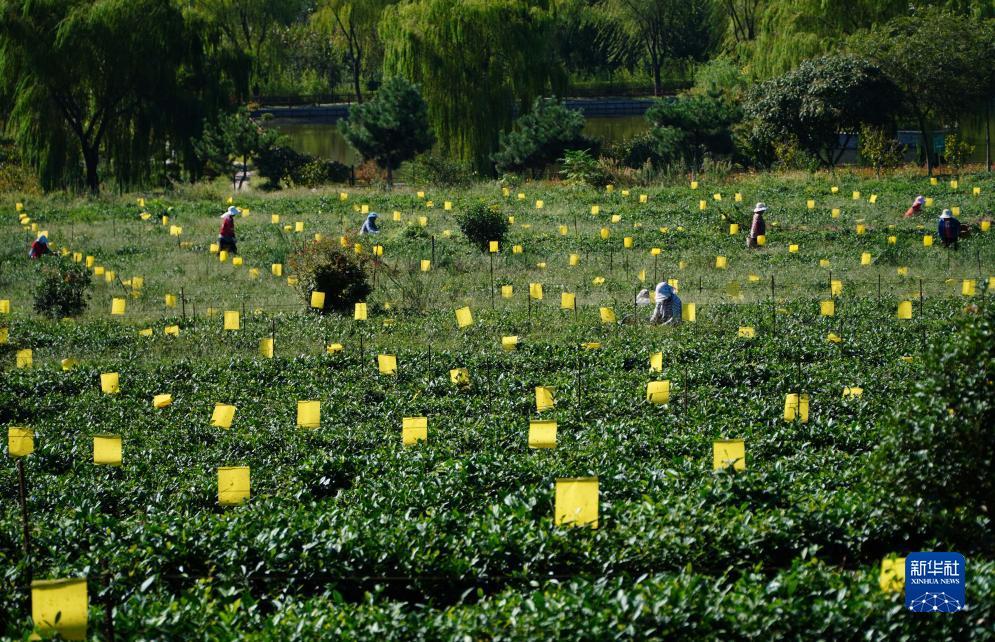摇钱树app官网下载